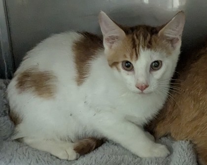 Shelter Stray Unknown Cat last seen Near 96th Ave, Oakland, CA, 1101 29th Ave, Oakland, CA 94601, USA