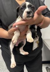 Shelter Stray Female Dog last seen CVS - Toepperwein & Kitty Hawk, Zone 2, TX, 8755 Farm to Market 1516, Converse, TX 78109, USA
