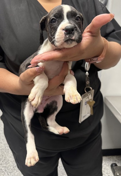 Shelter Stray Female Dog last seen CVS - Toepperwein & Kitty Hawk, Zone 2, TX, 8755 Farm to Market 1516, Converse, TX 78109, USA
