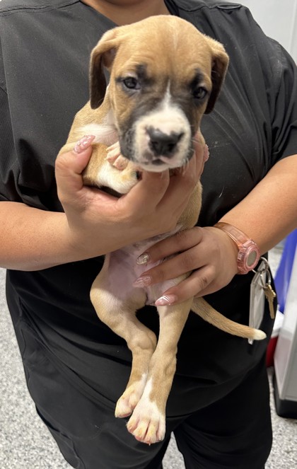 Shelter Stray Female Dog last seen CVS - Toepperwein & Kitty Hawk, Zone 2, TX, 8755 Farm to Market 1516, Converse, TX 78109, USA