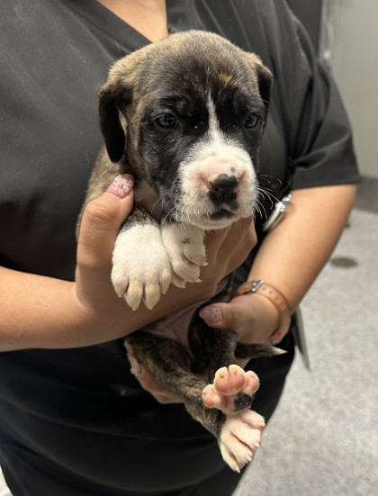 Shelter Stray Female Dog last seen CVS - Toepperwein & Kitty Hawk, Zone 2, TX, 8755 Farm to Market 1516, Converse, TX 78109, USA