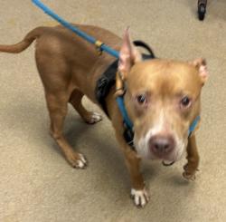 Shelter Stray Male Dog last seen Candler Road and Ember Drive Decatur, 30034, 30034, GA, 3280 Chamblee Dunwoody Rd, Chamblee, GA 30341, USA