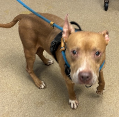 Shelter Stray Male Dog last seen Candler Road and Ember Drive Decatur, 30034, 30034, GA, 3280 Chamblee Dunwoody Rd, Chamblee, GA 30341, USA
