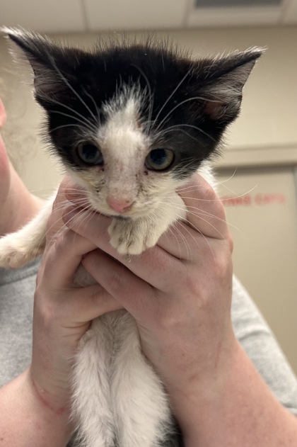 Shelter Stray Male Cat last seen Near Bayshore Dr - Cicero, HC Strays by Out of County Residents, IN, 10501 Hague Rd, Fishers, IN 46038, USA