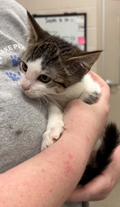 Shelter Stray Female Cat last seen Near Bayshore Dr - Cicero, HC Strays by Out of County Residents, IN, 10501 Hague Rd, Fishers, IN 46038, USA