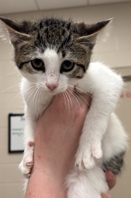 Shelter Stray Male Cat last seen Jackson St/S Indiana-19, Cicero City, IN, 10501 Hague Rd, Fishers, IN 46038, USA