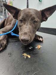 Shelter Stray Female Dog last seen Grover Rd, Folsom, CA, 6201 Florin Perkins Rd, Sacramento, CA 95828, USA