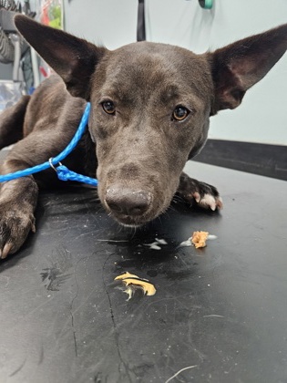 Shelter Stray Female Dog last seen Grover Rd, Folsom, CA, 6201 Florin Perkins Rd, Sacramento, CA 95828, USA