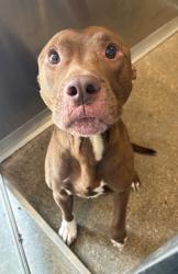 Shelter Stray Male Dog last seen Near Grovewood, 5th District, OH, 9203 Detroit Ave, Cleveland, OH 44102, USA