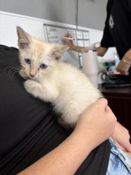 Shelter Stray Female Cat last seen school, City of Alvarado, TX, 602 S Pkwy Dr, Alvarado, TX 76009, USA