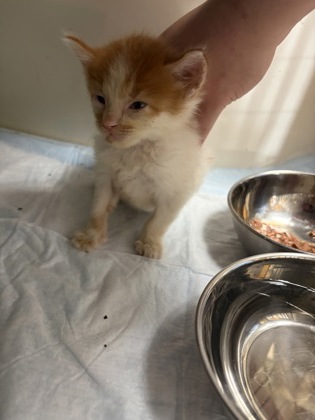Shelter Stray Male Cat last seen shell, City of Alvarado, TX, 602 S Pkwy Dr, Alvarado, TX 76009, USA