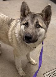 Shelter Stray Male Dog last seen Near E 124, 5th District, OH, 9203 Detroit Ave, Cleveland, OH 44102, USA