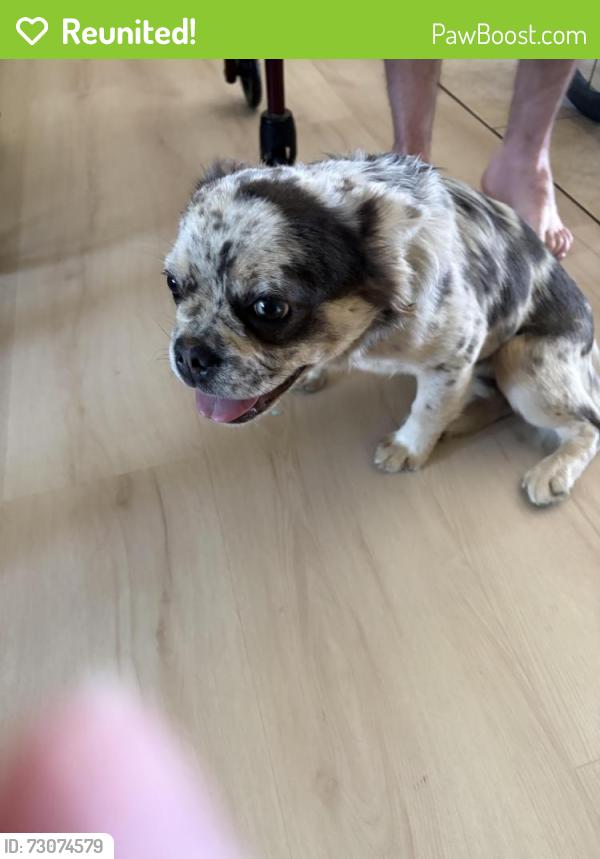 Reunited Female Dog last seen Near Pinchbeck Elementary, Henrico County, VA 23229