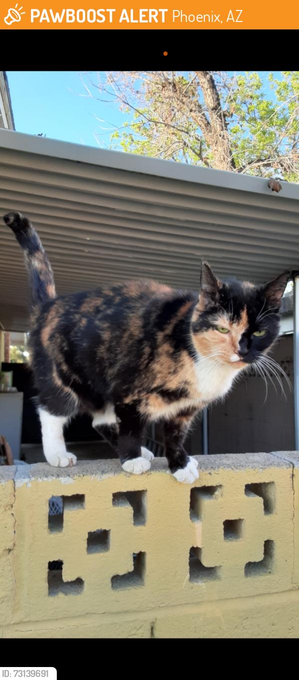 Found/Stray Female Cat last seen Thomas/56th St, Phoenix, AZ 85018