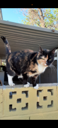 Found/Stray Female Cat last seen Thomas/56th St, Phoenix, AZ 85018