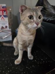 Found/Stray Female Cat last seen Keizer Safeway, Salem, OR 97303