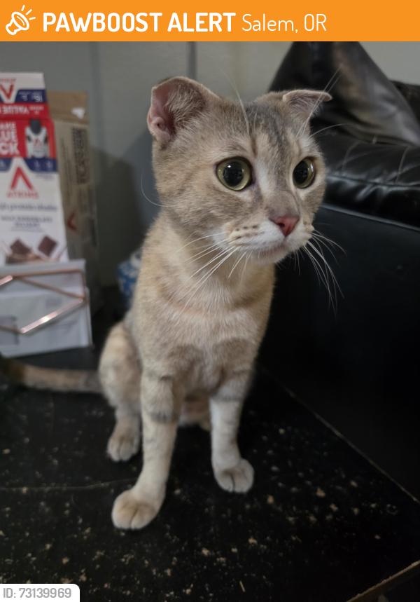 Found/Stray Female Cat last seen Keizer Safeway, Salem, OR 97303
