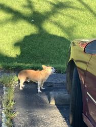 Found/Stray Male Dog last seen Johnson City Senior Center, Johnson City, TN 37601
