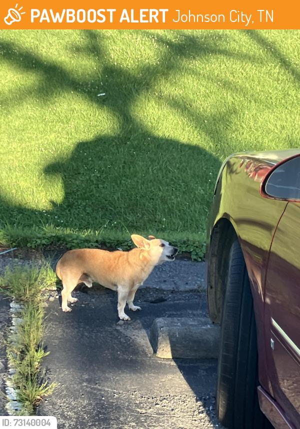 Found/Stray Male Dog last seen Johnson City Senior Center, Johnson City, TN 37601