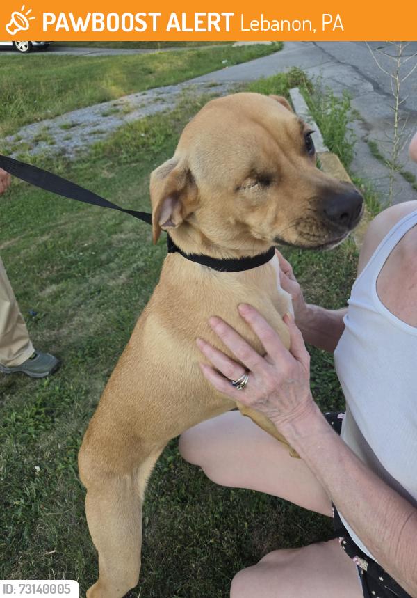 Found/Stray Female Dog last seen Guilford and Lincoln, Lebanon, PA 17046