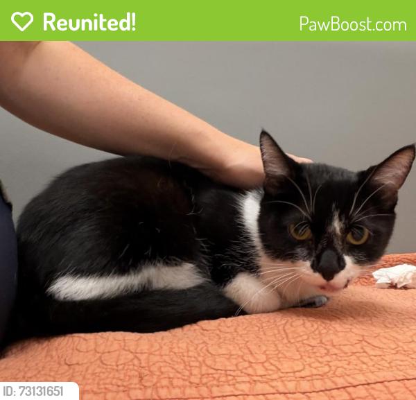Reunited Female Cat last seen On route 28 between Centerville and Chantilly. In the median of the interstate., Centreville, VA 20120