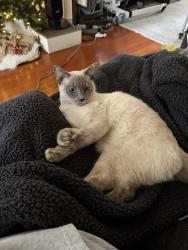 Lost Female Cat last seen Alamitos and 6th St, Long Beach, CA 90802