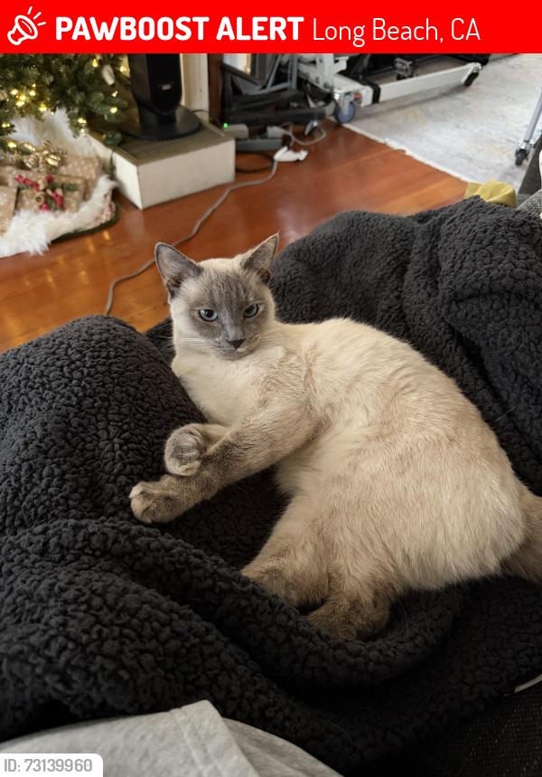 Lost Female Cat last seen Alamitos and 6th St, Long Beach, CA 90802