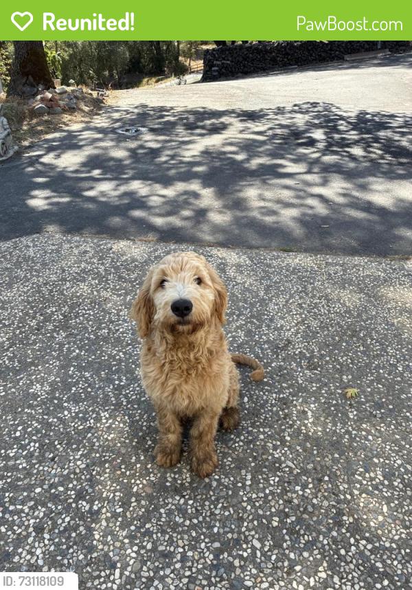 Reunited Male Dog last seen Big Cut Rd, El Dorado County, CA 95667