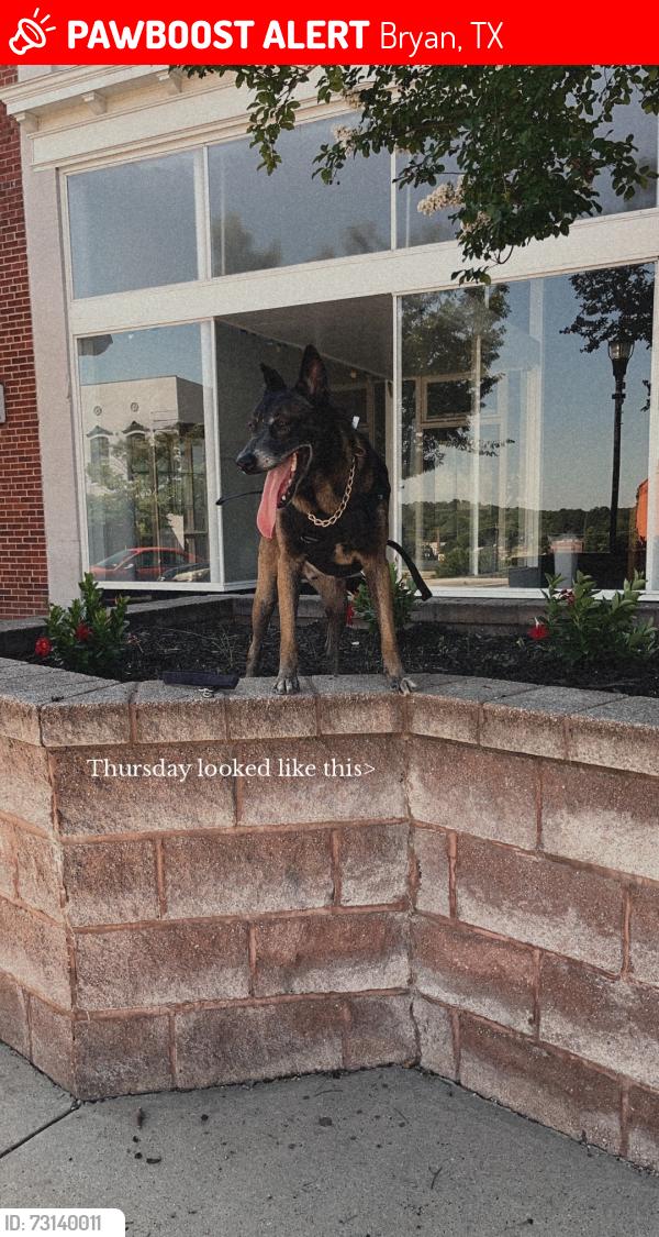 Lost Male Dog last seen University Dr, Bryan, TX 77802