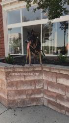 Lost Male Dog last seen University Dr, Bryan, TX 77802