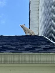 Reunited Female Cat last seen Near and Russell Court, Indian Mountain Lake, PA 18330