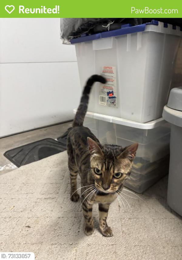 Reunited Female Cat last seen Amber Ct and Manzanita Ave, Roseville, CA 95678