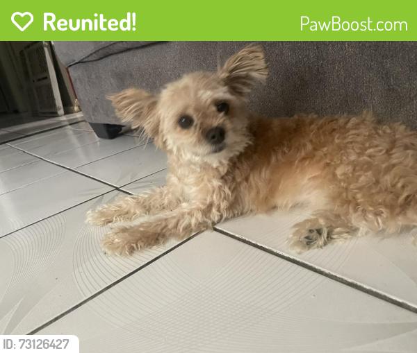 Reunited Female Dog last seen A.S Johnston Elementary School, Irving, TX 75062