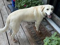 Reunited Male Dog last seen 37th and Walker, Oklahoma City, OK 73112