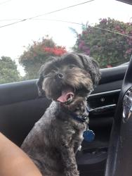 Reunited Female Dog last seen Near E Fifth Street Ontario, Ca 91764 mobile home park, Ontario, CA 91764