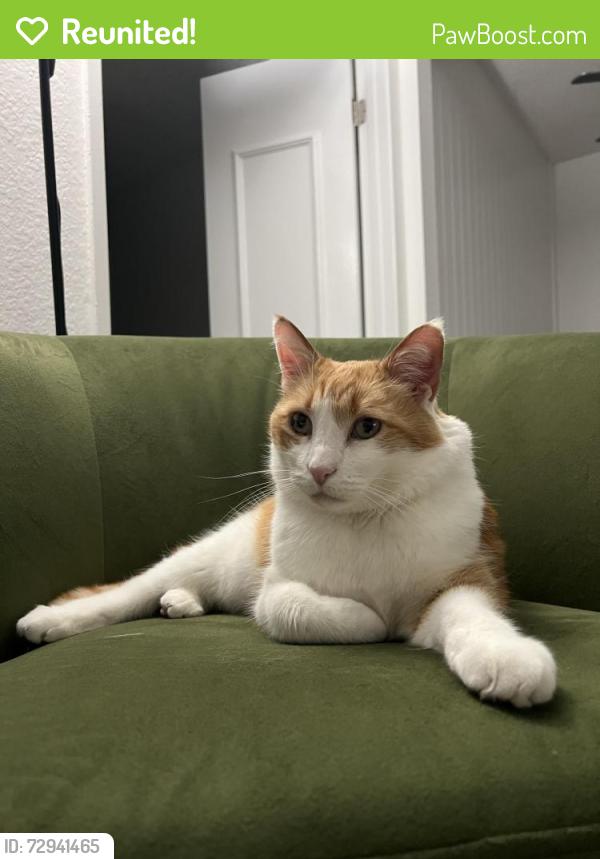 Reunited Male Cat last seen Stockport st. Alicia village apt complex, Laguna Hills, CA 92653