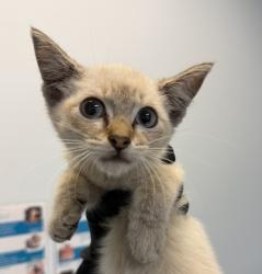 Shelter Stray Female Cat last seen Near Cordova Street, San Diego, CA, 92107, 5500 Gaines St, San Diego, CA 92110, USA