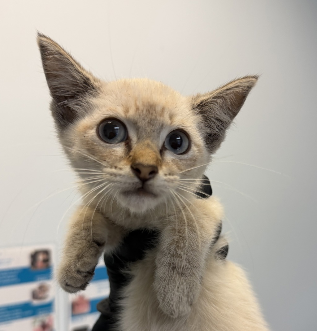 Shelter Stray Female Cat last seen Near Cordova Street, San Diego, CA, 92107, 5500 Gaines St, San Diego, CA 92110, USA