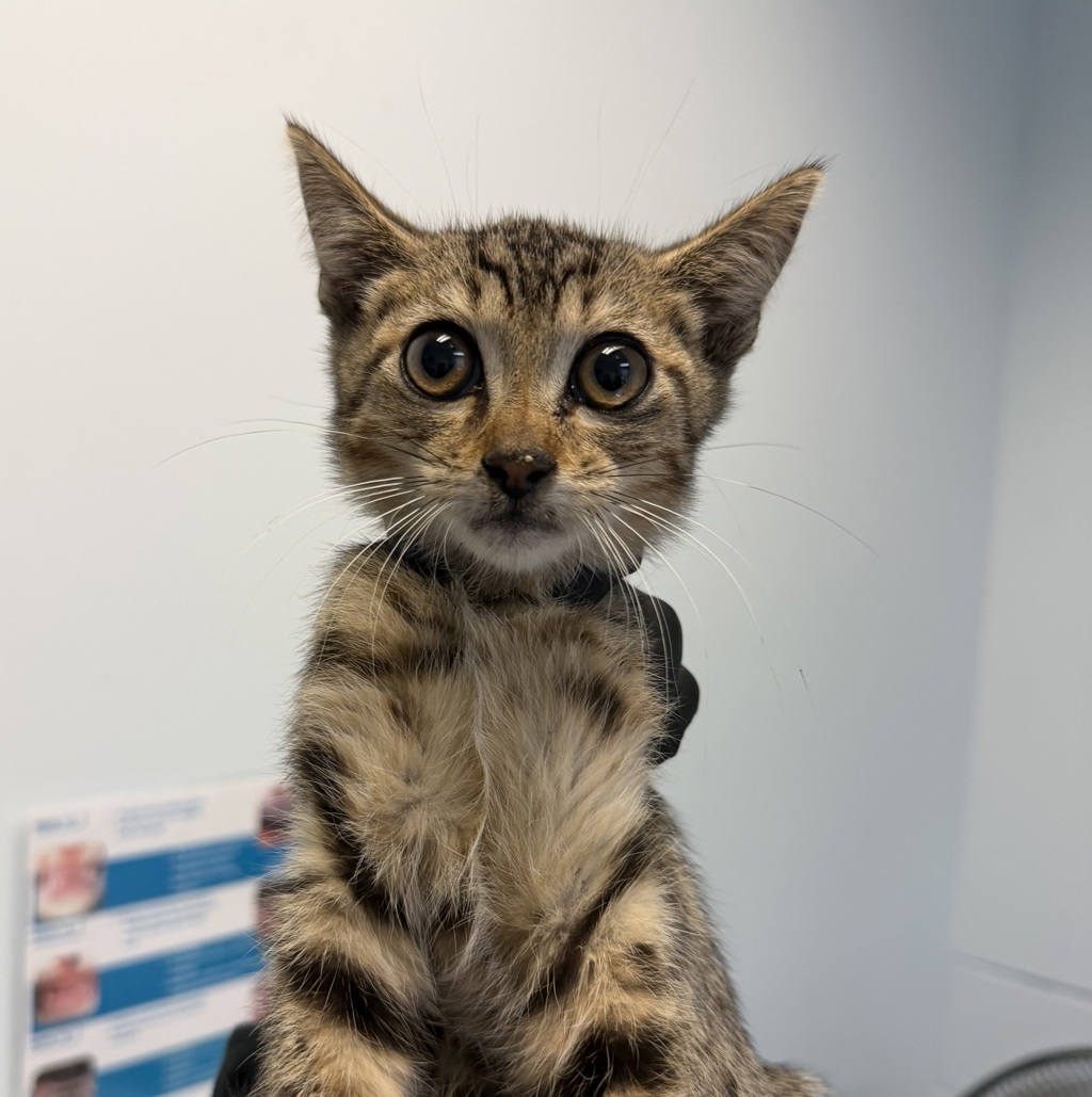 Shelter Stray Male Cat last seen Near Cordova Street, San Diego, CA, 92107, 5500 Gaines St, San Diego, CA 92110, USA