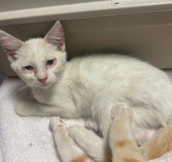Shelter Stray Male Cat last seen Near Via Piedras, SAN LORENZO, CA, 94580, 8323 Baldwin St, Oakland, CA 94621, USA