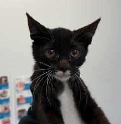 Shelter Stray Male Cat last seen Near Cordova Street, San Diego, CA, 92107, 5500 Gaines St, San Diego, CA 92110, USA