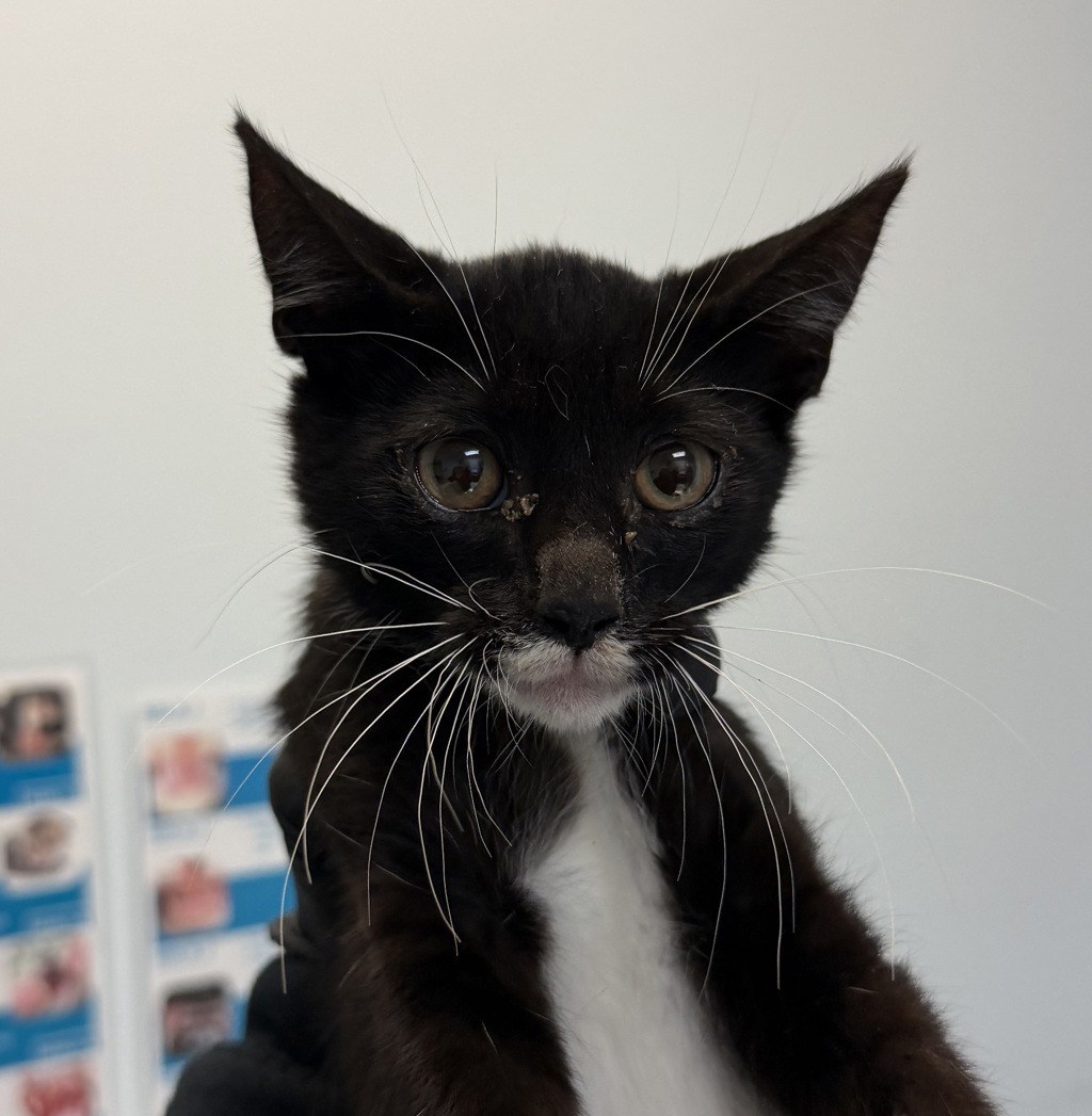 Shelter Stray Male Cat last seen Near Cordova Street, San Diego, CA, 92107, 5500 Gaines St, San Diego, CA 92110, USA