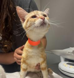 Shelter Stray Female Cat last seen Near Via Piedras, SAN LORENZO, CA, 94580, 8323 Baldwin St, Oakland, CA 94621, USA