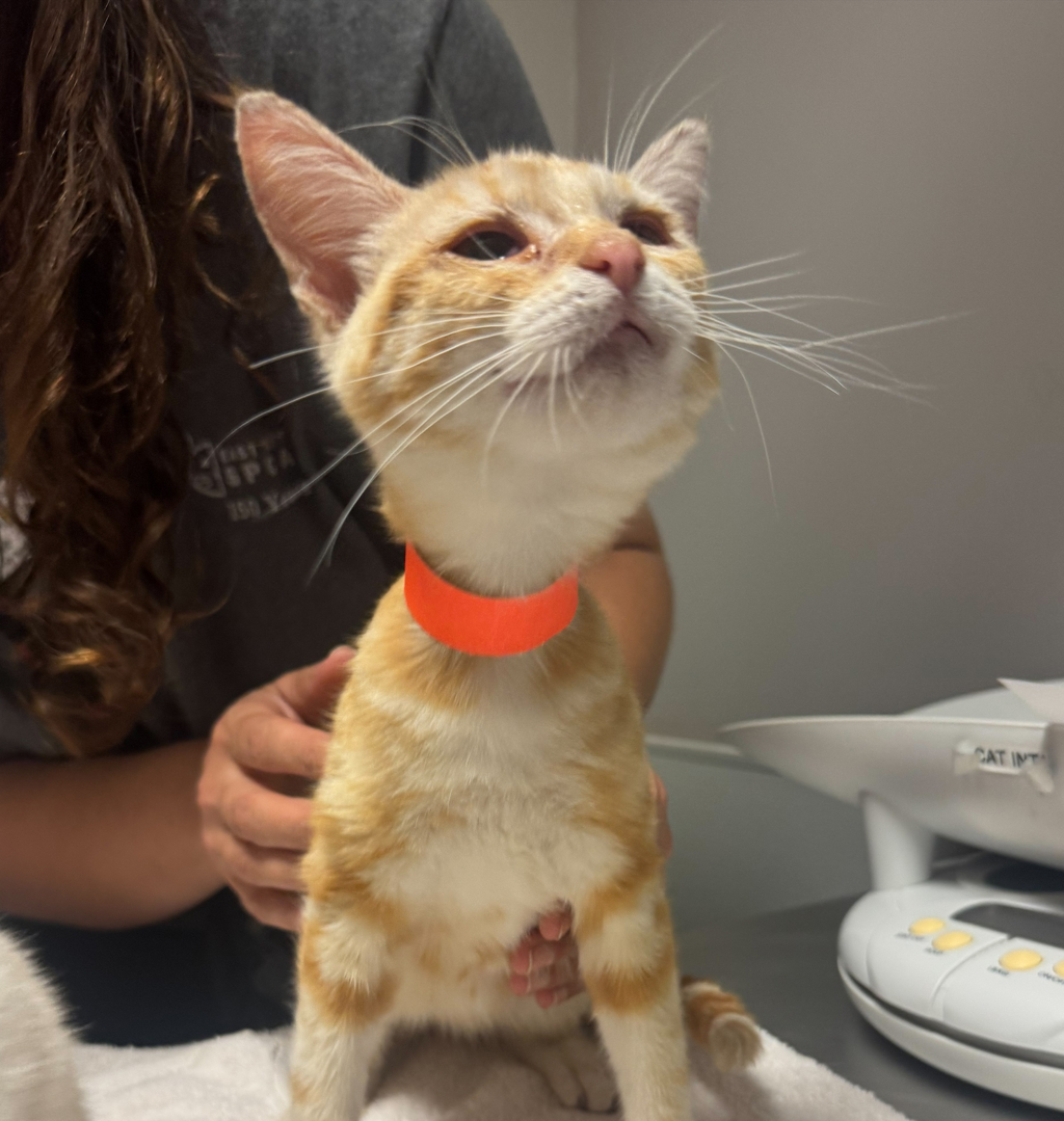 Shelter Stray Female Cat last seen Near Via Piedras, SAN LORENZO, CA, 94580, 8323 Baldwin St, Oakland, CA 94621, USA