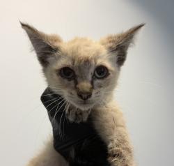 Shelter Stray Male Cat last seen Near Cordova Street, San Diego, CA, 92107, 5500 Gaines St, San Diego, CA 92110, USA