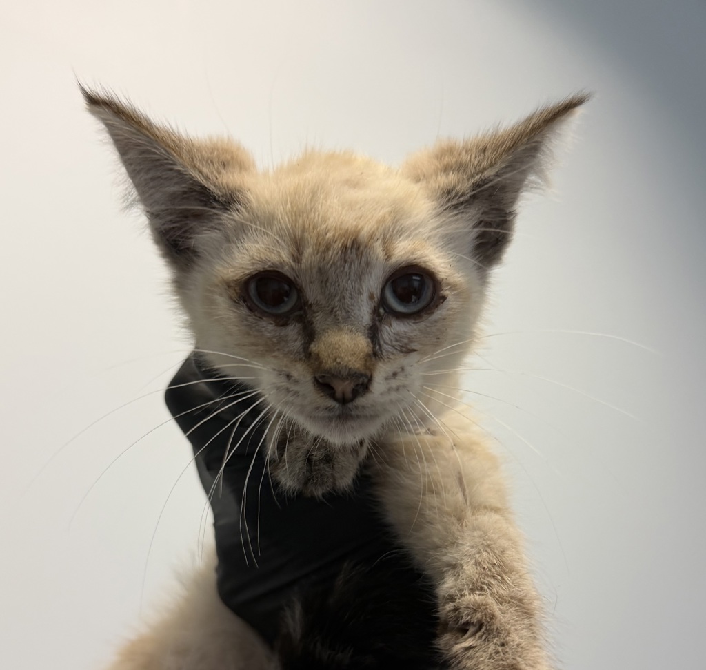 Shelter Stray Male Cat last seen Near Cordova Street, San Diego, CA, 92107, 5500 Gaines St, San Diego, CA 92110, USA