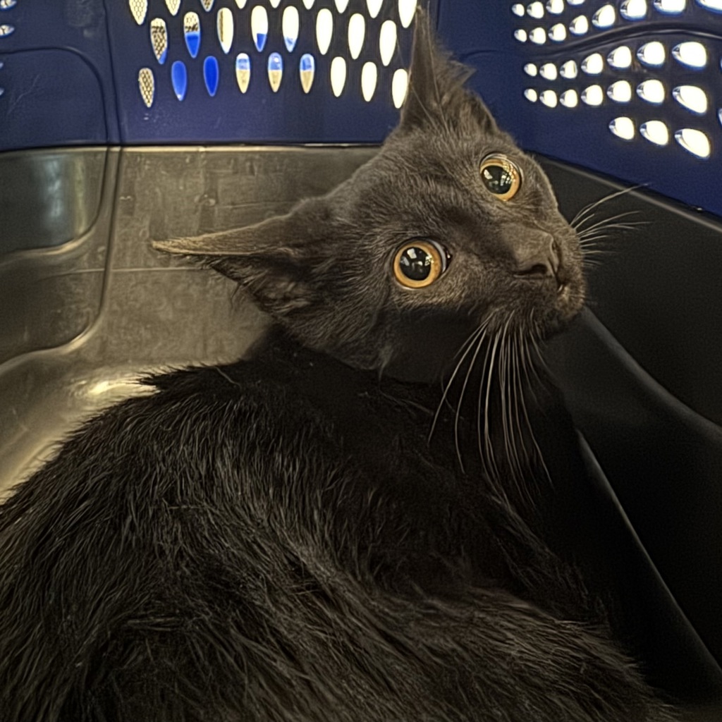 Shelter Stray Male Cat last seen Near 28th Avenue SW, ALTOONA, IA, 50009, Des Moines, IA 50313