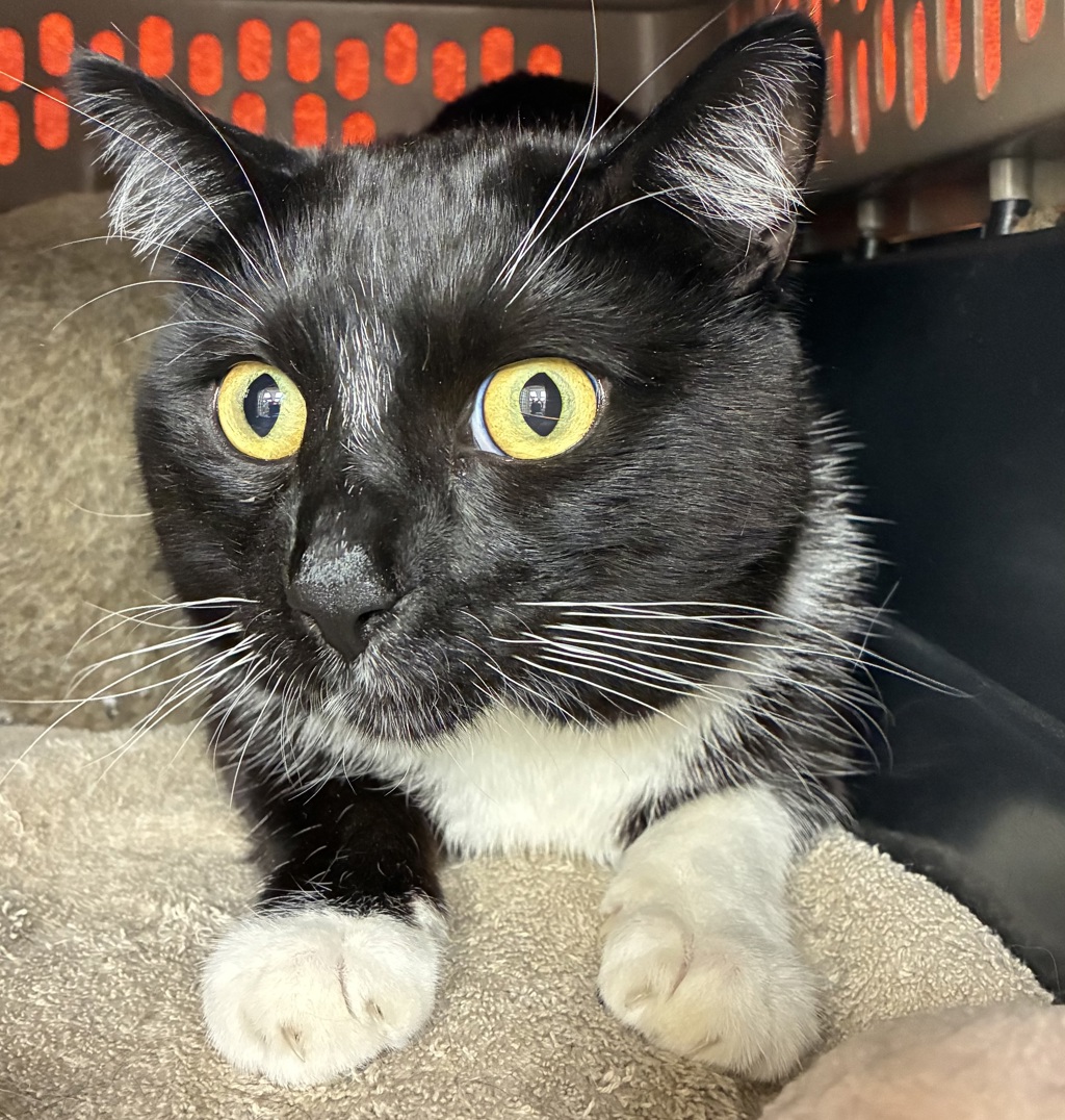 Shelter Stray Male Cat last seen NE 11th/Columbia, OR, 1700 W Historic Columbia River Hwy, Troutdale, OR 97060, USA