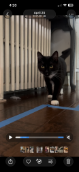Lost Female Cat last seen Houk Stream, Oakwood Ave and Thornhill, Dayton, OH 45419