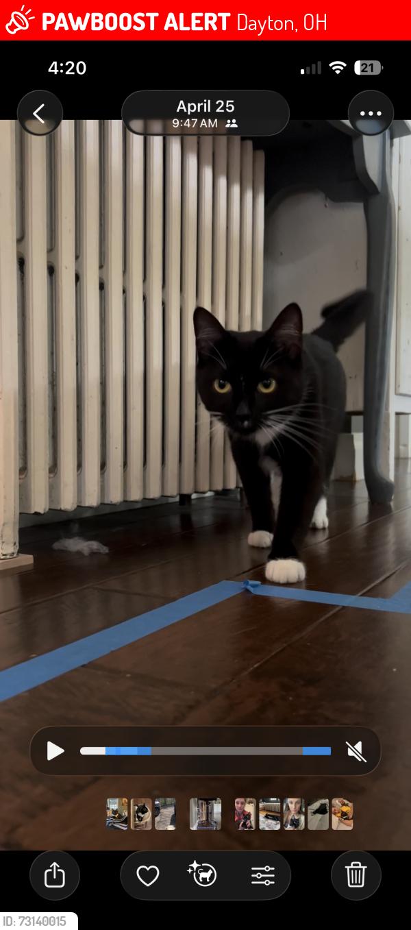 Lost Female Cat last seen Houk Stream, Oakwood Ave and Thornhill, Dayton, OH 45419